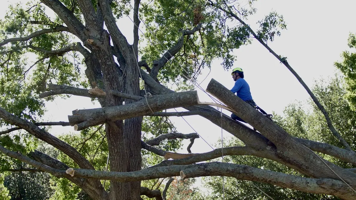 Professional Crown Thinning performed by certified arborists in Fishing Creek