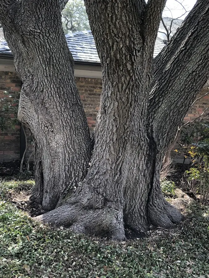 Mature heritage tree close to a Fishing Creek property cared for by certified arborists